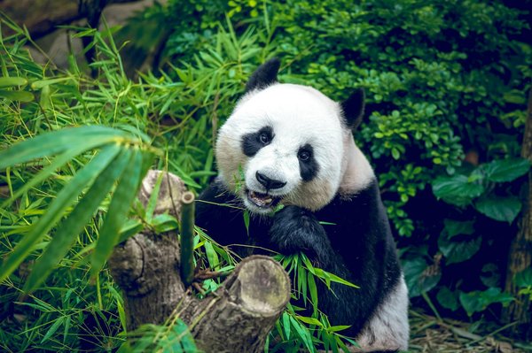 Quels sont les meilleurs endroits pour observer les pandas en Chine : parcs et conseils ?